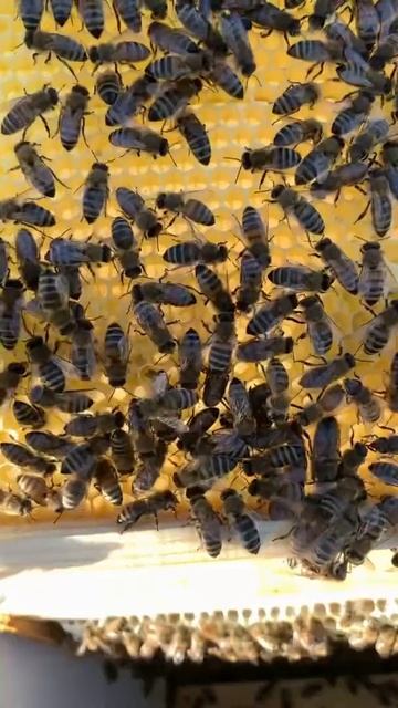 Смотрю пчёл / Наблюдаю за маткой Порода Карника смотреть онлайн