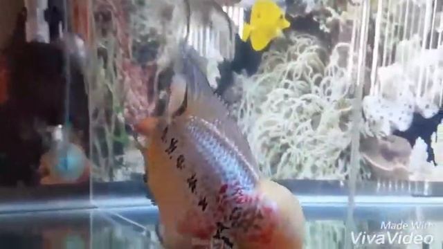 Flower horn Fish смотреть онлайн