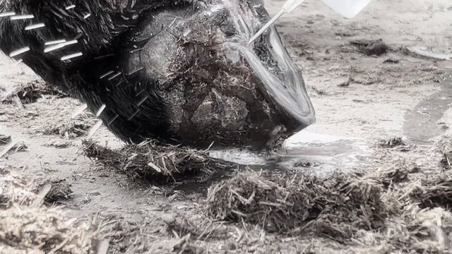 痛苦挣扎！幼驴脚跟露肉流脓，无法站立，师傅用药修蹄治疗能走了！【农村张卜】 смотреть онлайн