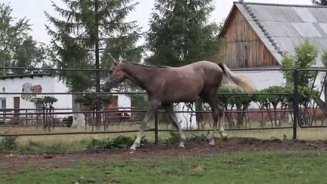 Генезис рысь шаг смотреть онлайн