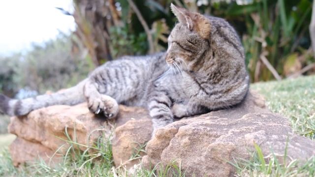 Невероятные факты про котов!. #коты #кошки #факты #интересныефакты смотреть онлайн