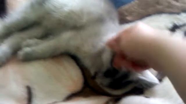 Котэ :) все равно - Мяууу!!! смотреть онлайн