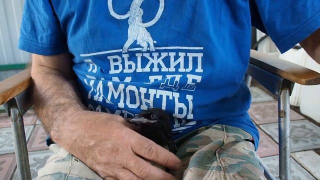 Как накормить птенца сороки или галки смотреть онлайн