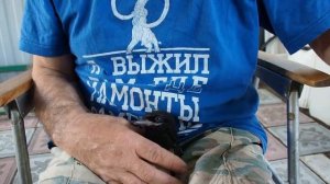 Как накормить птенца сороки или галки
