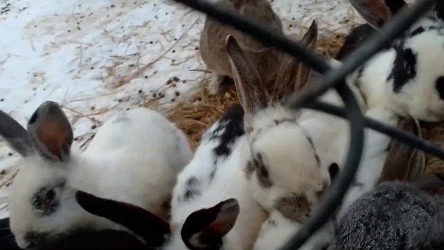 кролики в вольере зимой смотреть онлайн