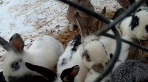 кролики в вольере зимой