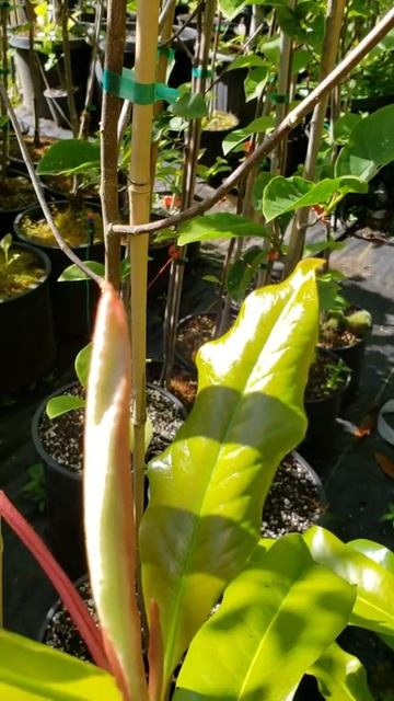 2018 06 04 Braken's Brown Beauty Magnolia смотреть онлайн