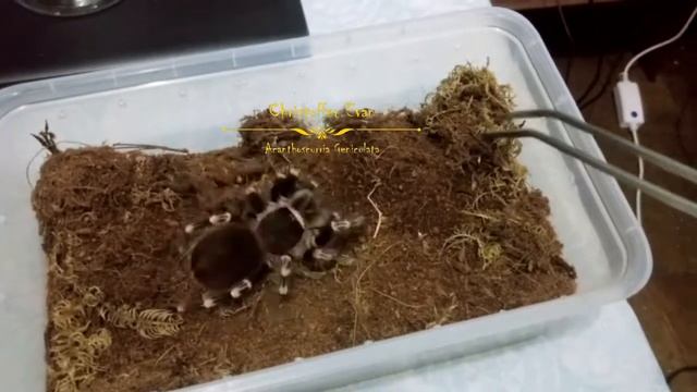 My Acanthoscurria Geniculata (Brazilian White Knee) смотреть онлайн