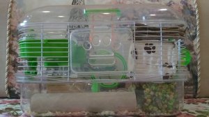 Интересные факты о джунгарских хомяках