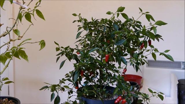 Chilli Update September 2016 смотреть онлайн