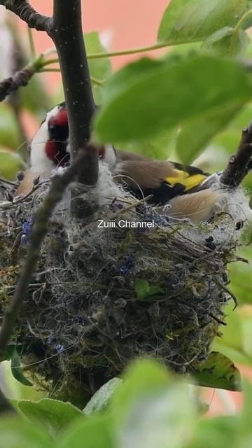 I Amazing Bird #Short Video #nature #birds #ZuiiiChannel P2877 смотреть онлайн