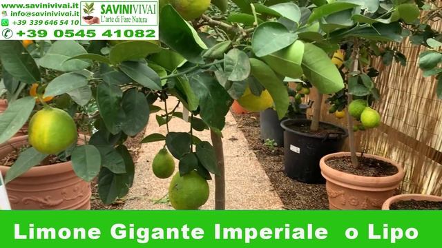 Limone Gigante Imperiale O Lipo (Citrus Imperial Lemon)