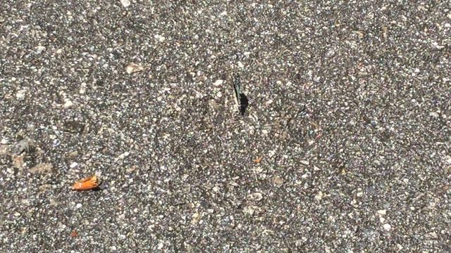 マカレウスタイマイ / Graphium macareus　マレーシア・ダタイ地区 Datai　2016/02/28 butterfly of Malaysia, Langkawi смотреть онлайн