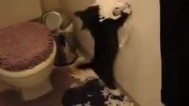 Кошка-убийца смотреть онлайн