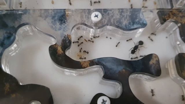 Наши новые жильцы! Муравьи-жнецы! смотреть онлайн