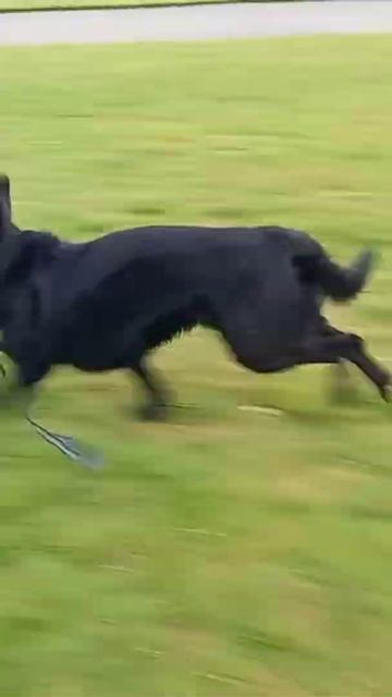 Otis the Collie Cocker puppy goes Zooooom at Pollock Country Park near Glasgow. смотреть онлайн