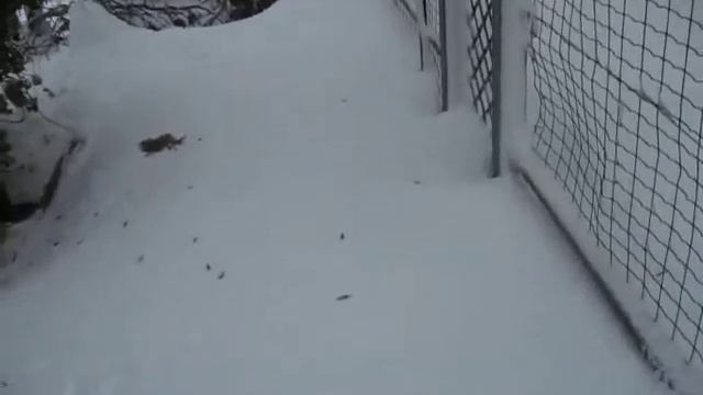 Снег в Иерусалиме 2013 Декабрь14 утро 9.00 1 часть смотреть онлайн