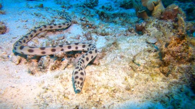 Diving Red Sea Egypt, March 2020 смотреть онлайн