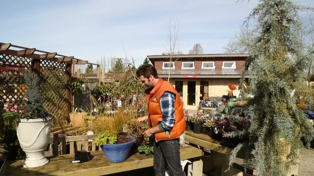 How to spruce up your tired looking winter garden container смотреть онлайн