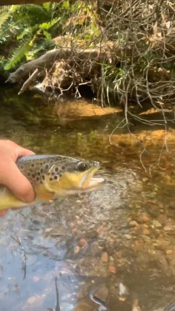 Colourful brown trout in tiny mountain stream. Does ultralight fly fishing get any better than this смотреть онлайн