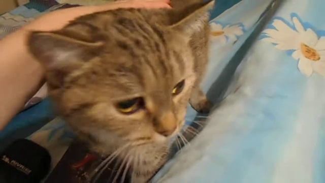 "Прямо на ромашки?" Кошка Ромашка. смотреть онлайн