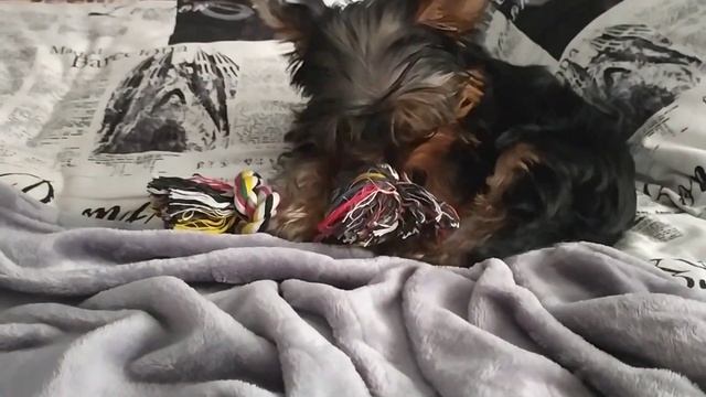 МОЯ МЕЧТА💞 | КАК Я ВСТРЕТИЛА ЩЕНКА | НОВЫЙ ДРУГ🐕 смотреть онлайн