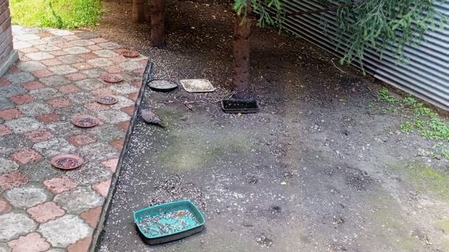 одинокий голубь. смотреть онлайн