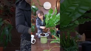 Пересадка комнатных растений. vol.3 Папоротники. Асплениум нидус и асплениум криспи вэйв