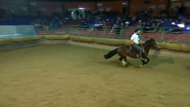 Classificatória de Araranguá - 6º lugar fêmeas - KT Violeta (Mangueira II) смотреть онлайн