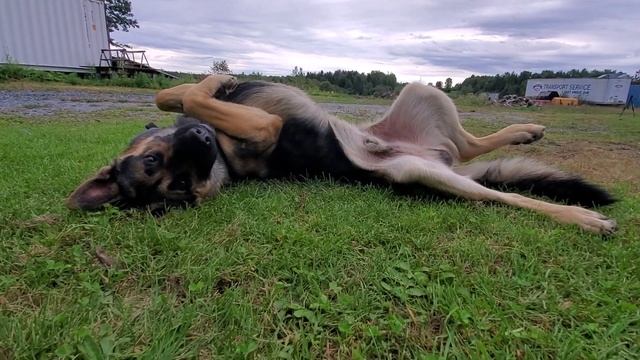 When He knows the best Angle of Camera lol #short #germanshepherd смотреть онлайн