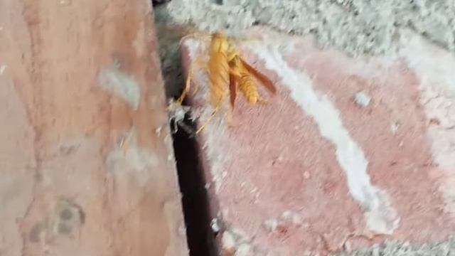 Wasp mating amazing methods of attraction of male wasp🥰 смотреть онлайн