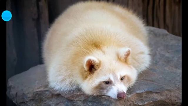 5 Minutes Of Beautiful And White Rare Animals || Part 1
