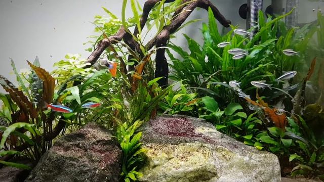 Czarne neony + rybia ospa gratis