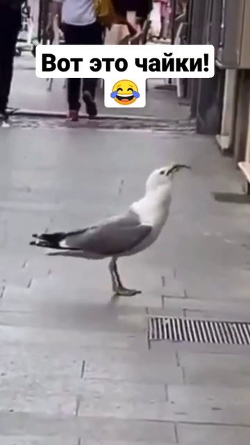 Прикол про чаек смотреть онлайн