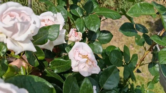 Новинка #ConstanzeMozart волшебный розовый цвет и аромат #ParfumaKollektion #Kordes #Кордес #2023 смотреть онлайн