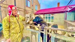 Самые МИЛЫЕ ВОЛКОДАВЫ готовы вас просто расцеловать! Шикарные собакины)))