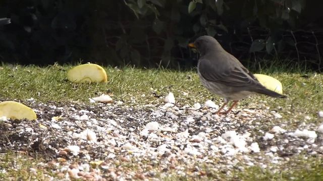 BLACK-THROATED THRUSH смотреть онлайн