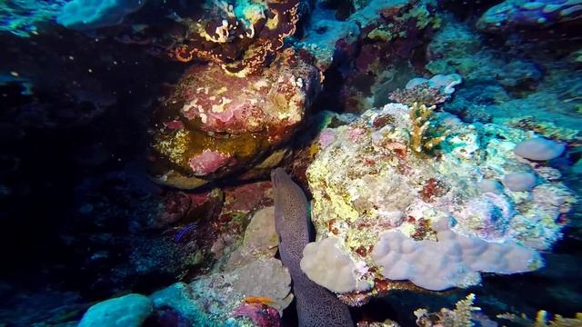 Egypt Diving: Gota Soraya смотреть онлайн