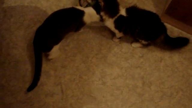 КОТЫ!