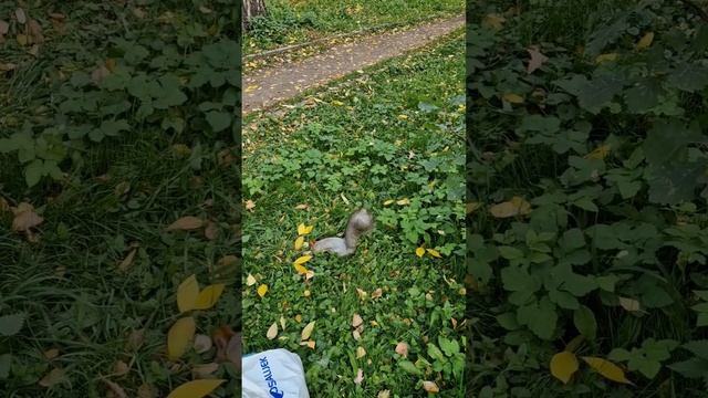 "Просто белка мальчишка на этой полянке" нетерпелив. Раз пришла, то давай, что принесла. смотреть онлайн