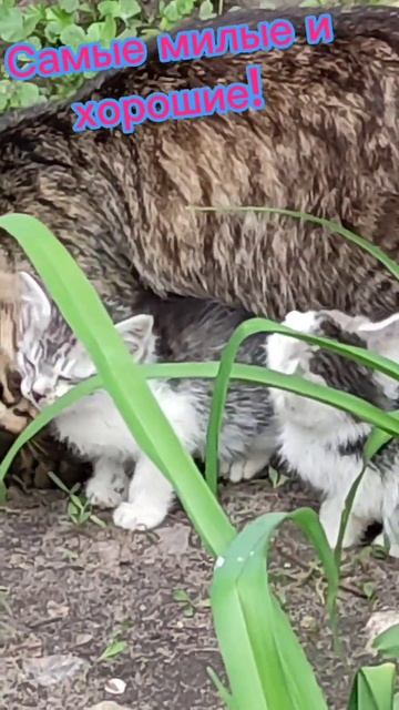 #кошачьиотношения Самые милые и хорошие! смотреть онлайн