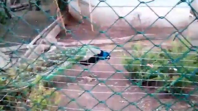 Павлиний хвост в московском зоопарке. смотреть онлайн