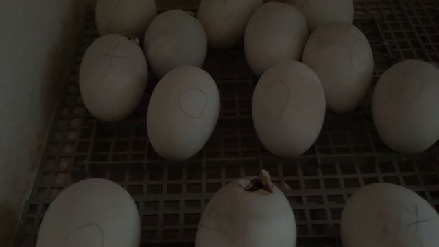 Утята наклюнулись смотреть онлайн