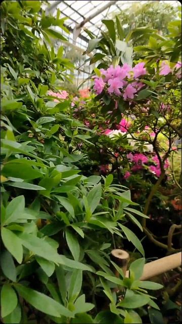 #спб#цветет#любовь#оранжерея#сакура смотреть онлайн