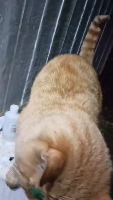 #деревня #одинвдеревне #лекарь #кот #колючка #ветеринар #киса #кошка #животные #друг смотреть онлайн