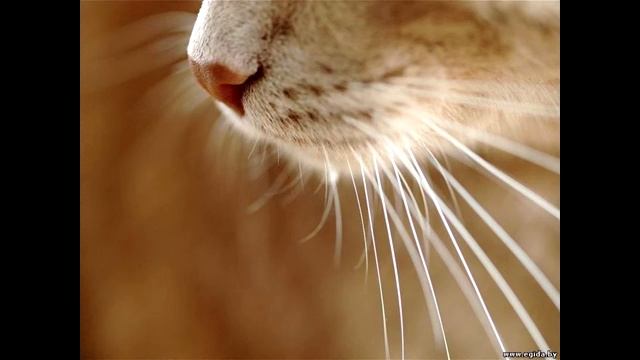 20 Увлекательных фактов о кошках! смотреть онлайн