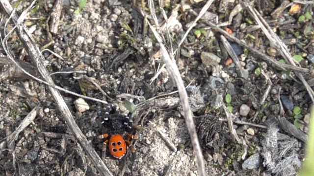 Herfstvuurspin Eresus kollari, mannetje смотреть онлайн