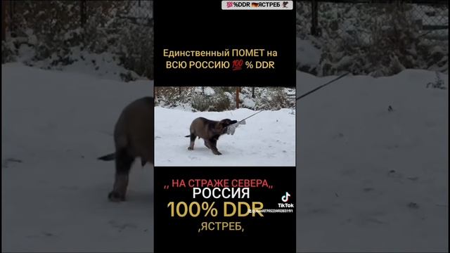 💯%DDR 🇩🇪 ЕЩЁ ОДИН МОЙ"🦅 ЯСТРЕБ на СТРАЖЕ СЕВЕРА импорт 🇷🇺. В РЕСПУБЛИКЕ БЕЛАРУСЬ 🇧🇾НЕМЕЦКАЯ ОВЧАРКА смотреть онлайн