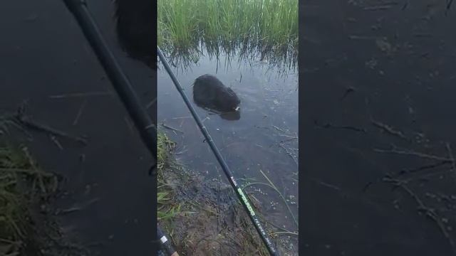 бабёр хочет есть смотреть онлайн