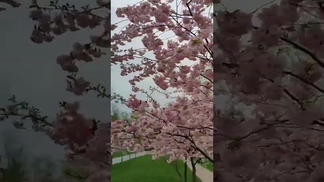 Весеннее Цветение! Цветущая Сакура. смотреть онлайн